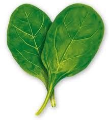 keeping spinach fresh